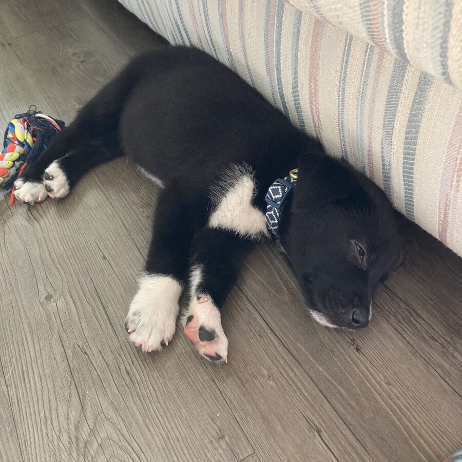 Pinto, a black-and-white dog, napping on the floor beside a rope toy