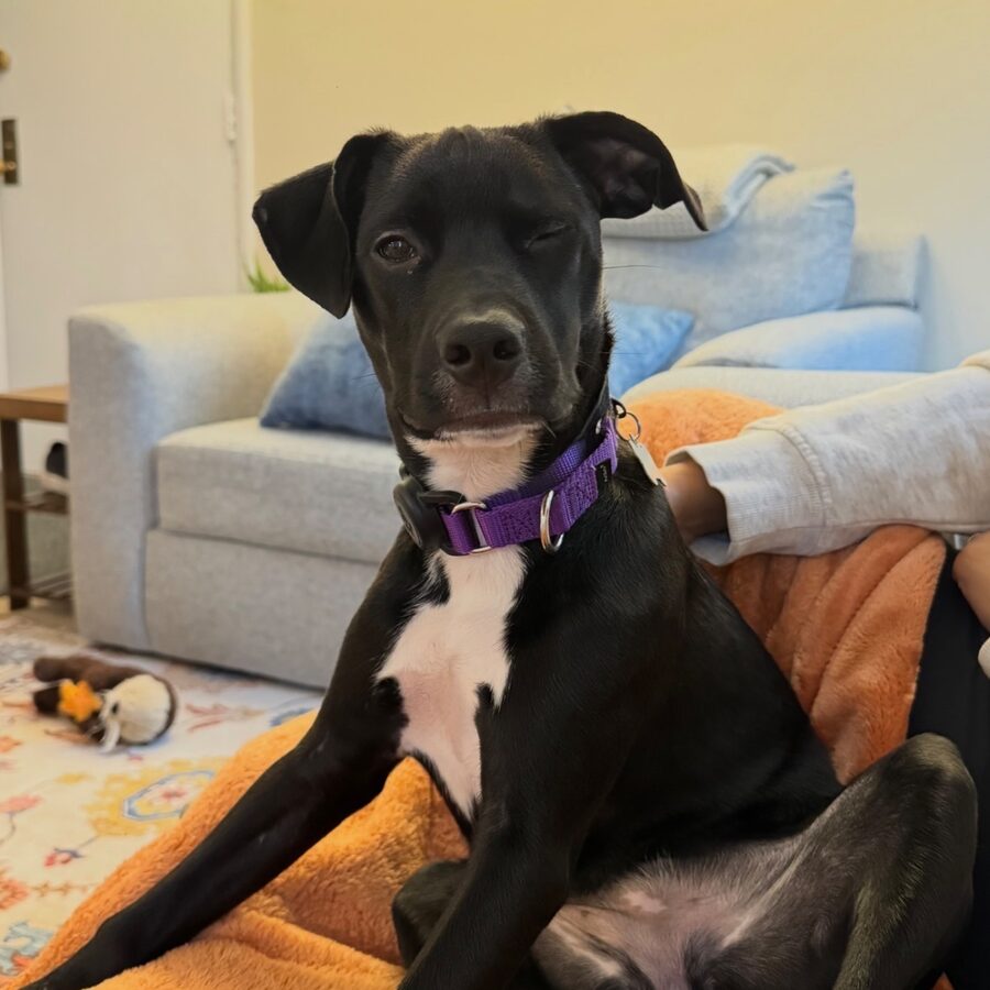 Bean, Karl's rescue dog