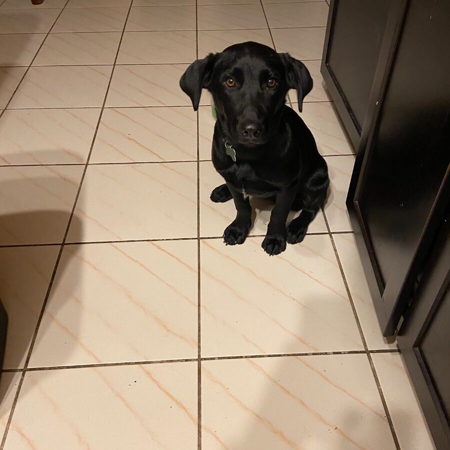 Judy, a black dog, sitting on tile floor