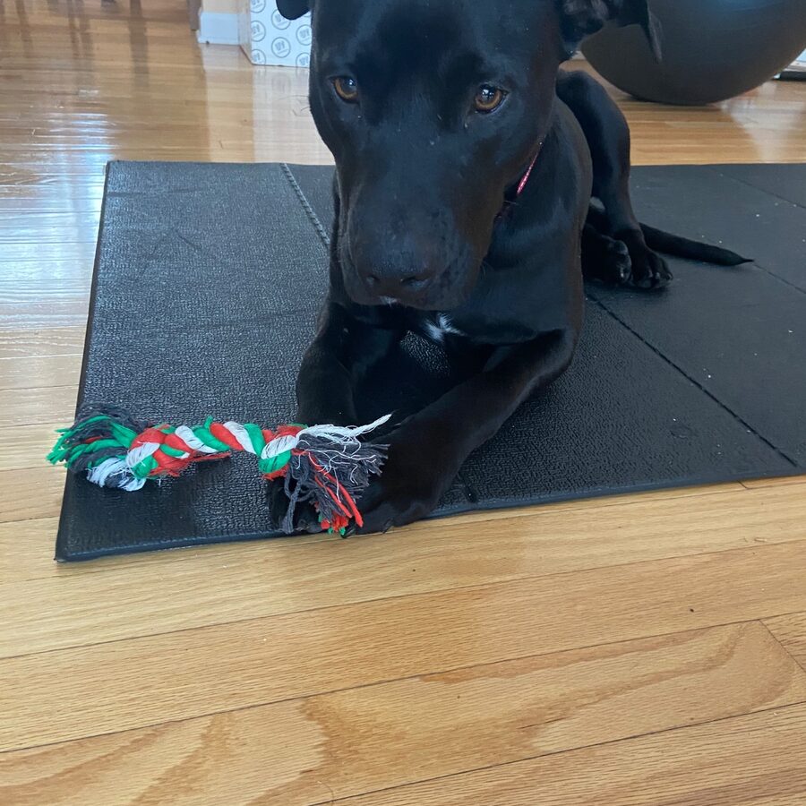 Jazz, a black dog, chewing a rope toy on a mat
