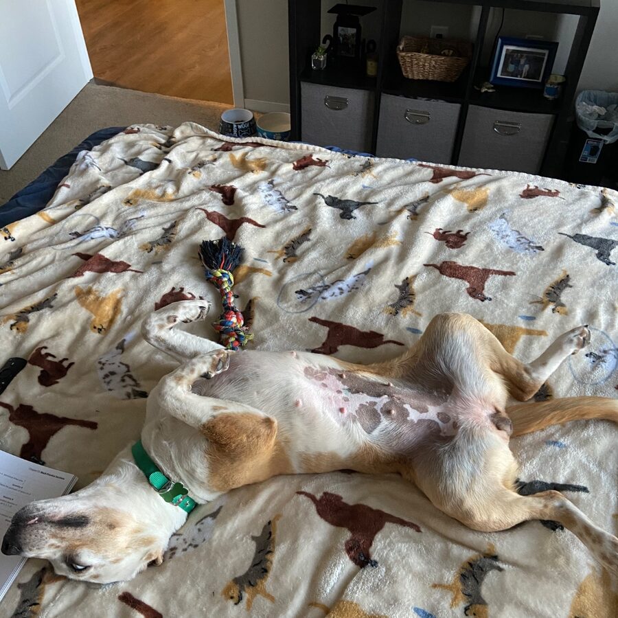 Hazel, a tan-and-white dog, sprawled belly-up on a dog-print blanket