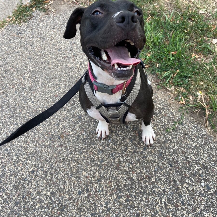 Daisy, a black-and-white dog in a harness, grinning on a walk