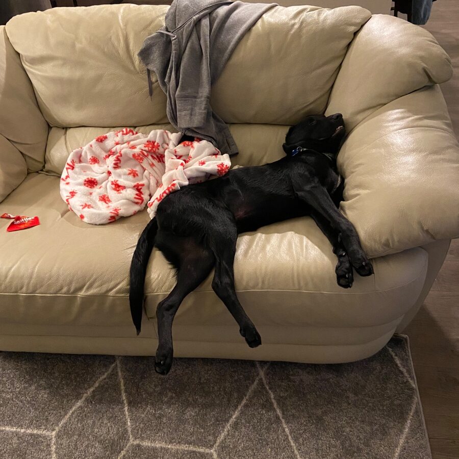 Leo, a foster dog resting at home