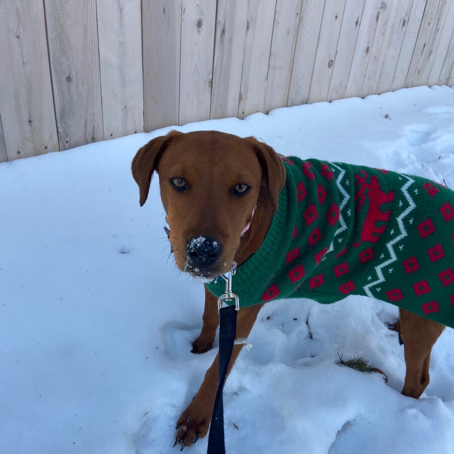 Lucy, a foster dog