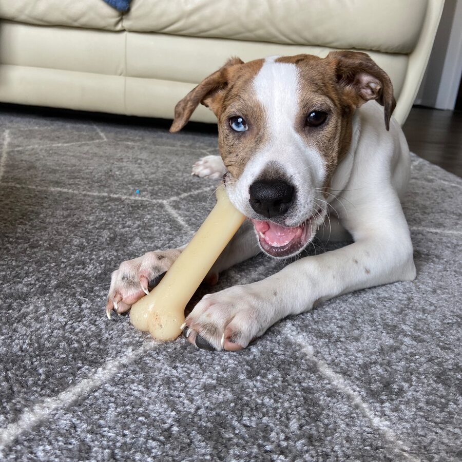 Marsha, a foster dog