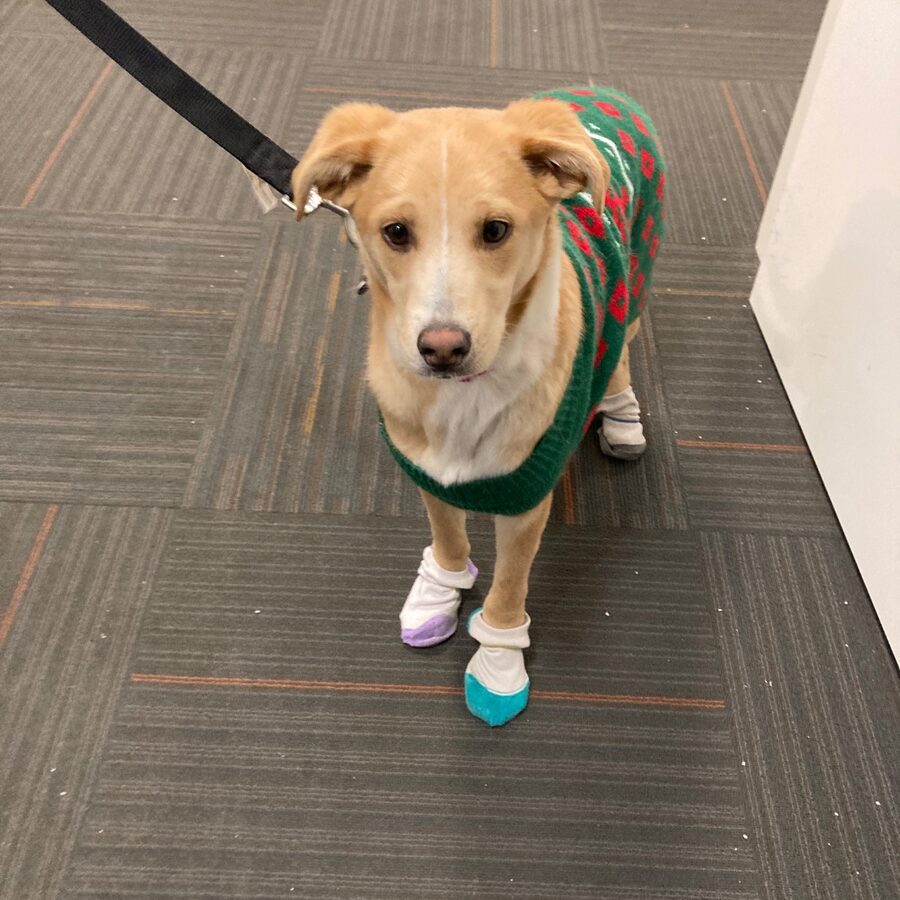 Zee, a foster dog